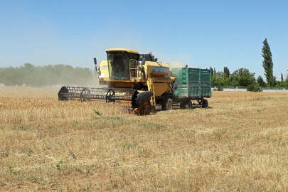 Sazlıca'da buğday hasadı başladı !..