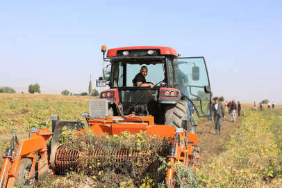 Vali Koç, fasulye hasadı yaptı!..