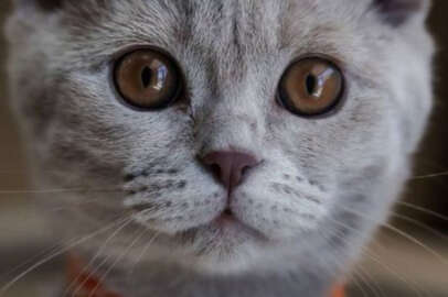 Ev hayvanı olanlar için son günler !..