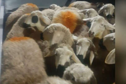 Koyun hırsızı, kovalamacayla yakalandı !..