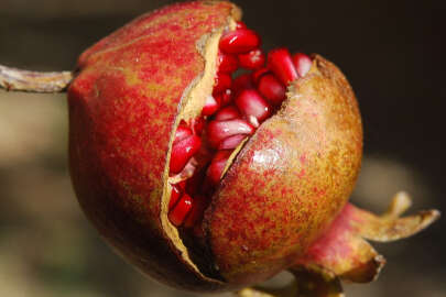 Narın faydaları saymakla bitmiyor !..