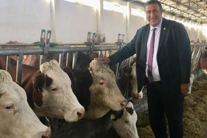 “Yerli sığır ırklarının oranı 20 yılda yüzde 39,2’den yüzde 7,8’e düştü”