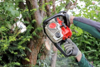 Kestiği ağaç sonu oldu!