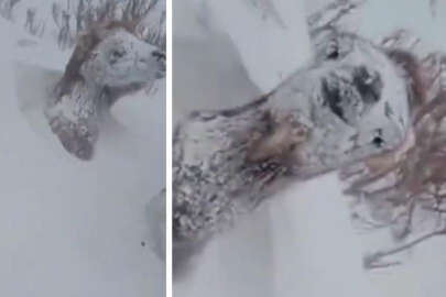 Özbekistan’da çöle kar yağdı, kara gömülen develer şaşkın!.