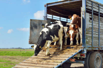 Bakanlık yasakladı, 46 bin lira cezası var !.