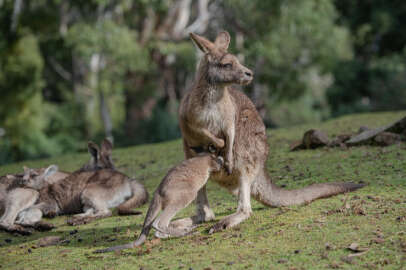 5 milyon kanguru yok edilecek