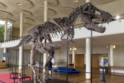 67 milyon yıllık dinozor satılıyor