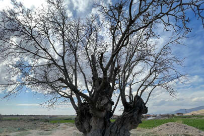 5 asırlık dut ağacı Anıt Ağaç kapsamına alınacak mı ?