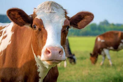 2023 yılı vekaletle kurban kesim bedelleri açıklandı!..