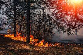 İklim değişikliği etkisini arttıracak!..