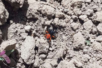 Niğde’de de görüldü!..