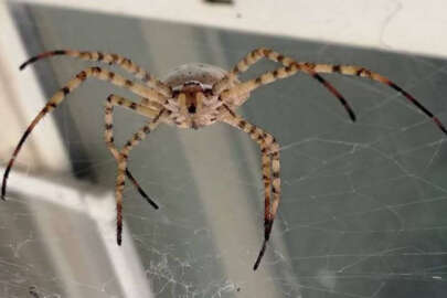 Görmediğimiz örümcek türü kalmayacak!..