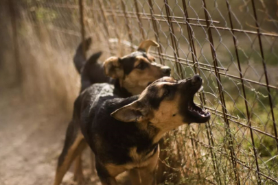 Kocaeli Valiliği: Çevreye zararı önlenemeyen başıboş köpekler öldürülsün