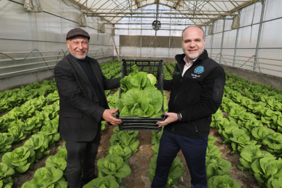 NÖHÜ Niğde'ye özgü marul üretimi yapıyor