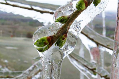 Niğde’de Zirai Don Alarmı: Üreticilere Kritik Uyarı